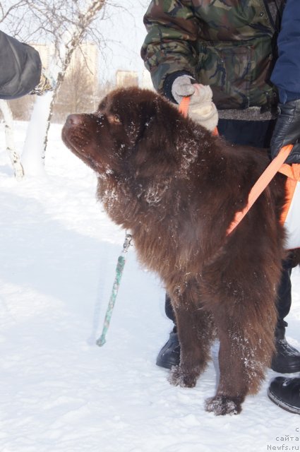 Фото: ньюфаундленд Очаровашка с Берега Дона (Ocharovashka s Berega Dona)