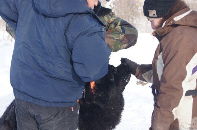 Фото: ньюфаундленд Бегущая по Волнам Фогет Ми Нот, Александра Фетисова
