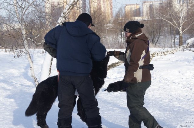 Фото: ньюфаундленд Бегущая по Волнам Фогет Ми Нот, Александра Фетисова