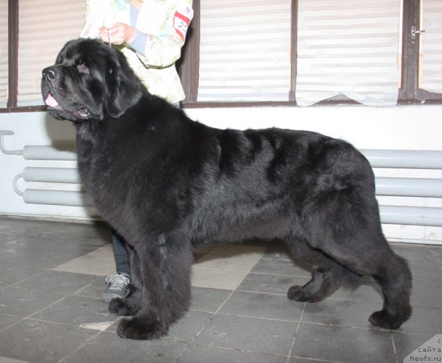 Фото: ньюфаундленд Бегущая по Волнам Деал Ме Ин (Beguschaya po Volnam Deal Me In)