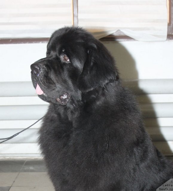 Фото: ньюфаундленд Бегущая по Волнам Деал Ме Ин (Beguschaya po Volnam Deal Me In)