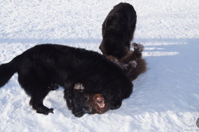 Фотография № 115590