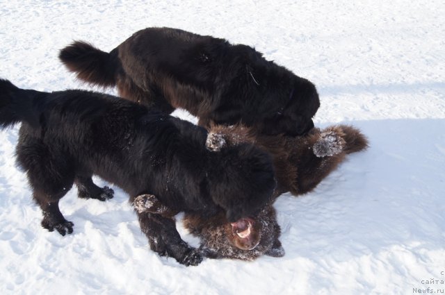 Фото: ньюфаундленд Бегущая по Волнам Фогет Ми Нот, ньюфаундленд Очаровашка с Берега Дона (Ocharovashka s Berega Dona), ньюфаундленд Сент Джонс Лесная Фея