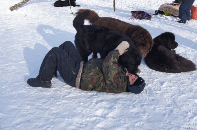 Фото: Галина Артюшина, ньюфаундленд Бегущая по Волнам Фогет Ми Нот, ньюфаундленд Очаровашка с Берега Дона (Ocharovashka s Berega Dona)