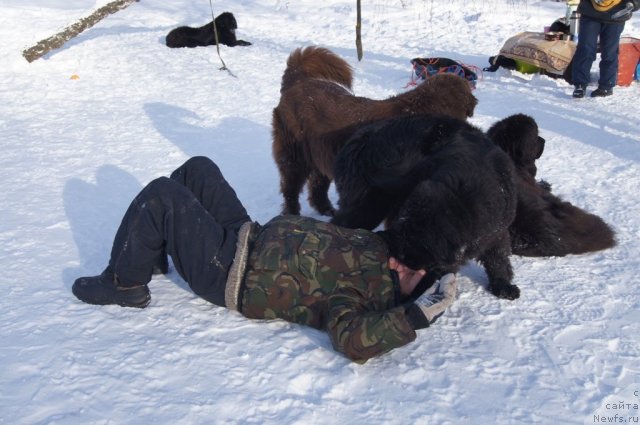 Фото: Галина Артюшина, ньюфаундленд Бегущая по Волнам Фогет Ми Нот
