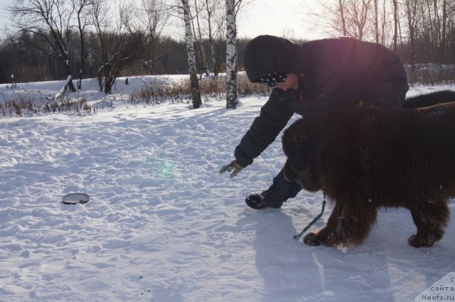Фото: Галина Артюшина, ньюфаундленд Очаровашка с Берега Дона (Ocharovashka s Berega Dona)