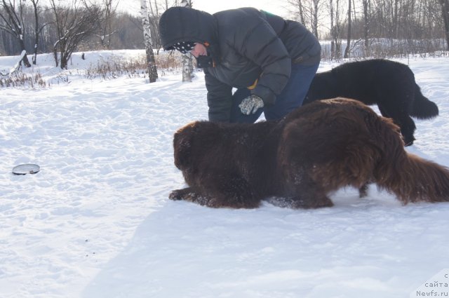 Фото: Галина Артюшина, ньюфаундленд Очаровашка с Берега Дона (Ocharovashka s Berega Dona)