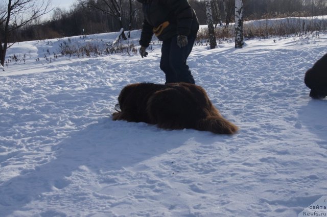 Фото: ньюфаундленд Очаровашка с Берега Дона (Ocharovashka s Berega Dona)