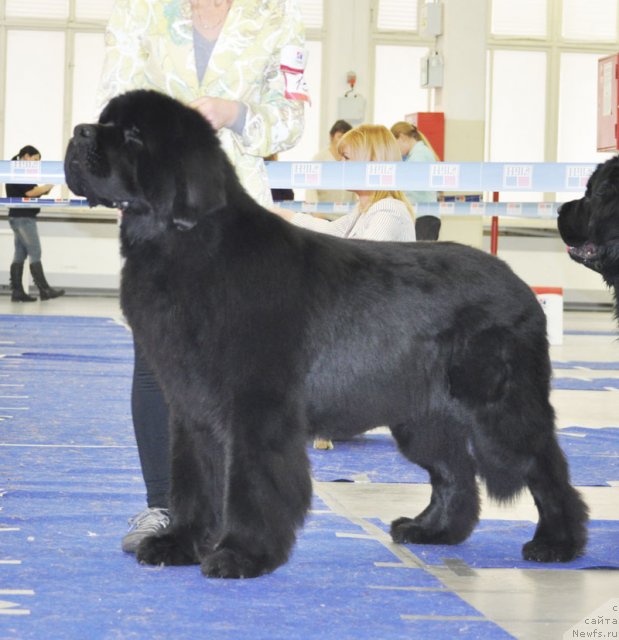 Фото: ньюфаундленд Бегущая по Волнам Сун ин Му Ханд (Beguschaya po Volnam Sun in My Hand)