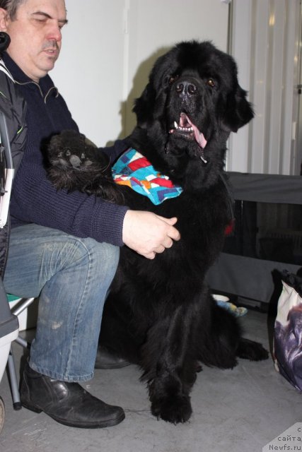 Фото: ньюфаундленд Дар Свезы Юстас Сагиттариус (Dar Svezy Ustas Sagittarius)