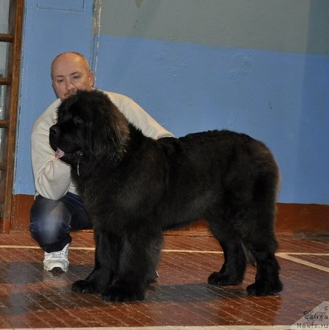 Фото: ньюфаундленд Симбад Покоритель Морей, Алексей Вотчал