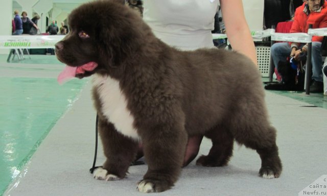 Фото: ньюфаундленд Edenbrooks Beautiful Beyond All Others