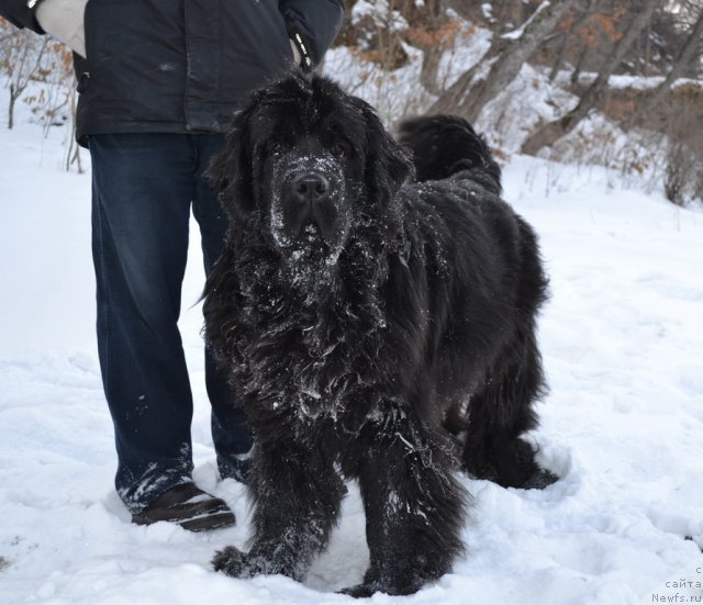 Фото: ньюфаундленд I'm Little Princess Midnight Bear