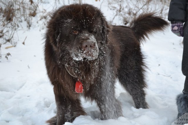 Фото: ньюфаундленд Акватория Келвин Риверданс (Aquatoriya Kelvin Riverdance)