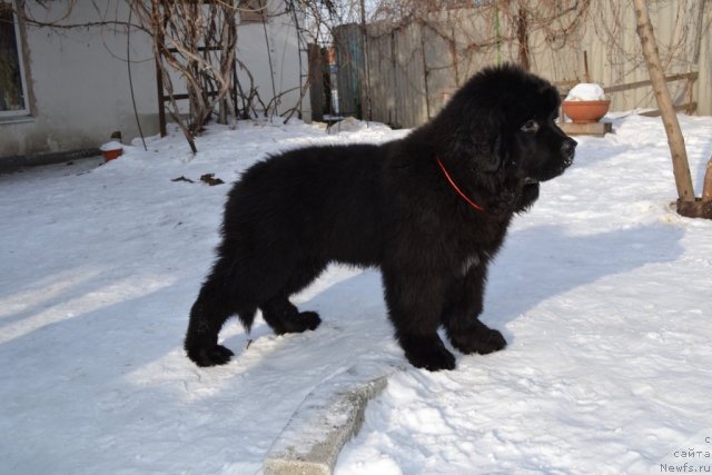 Фото: ньюфаундленд Ocean of Love Midnight Bear