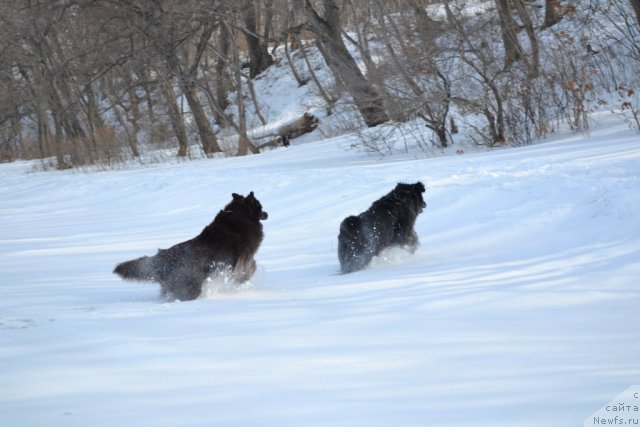 Фото: ньюфаундленд Акватория Келвин Риверданс (Aquatoriya Kelvin Riverdance), ньюфаундленд I'm Little Princess Midnight Bear