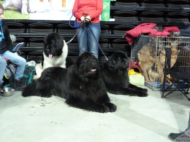 Фото: ньюфаундленд Супер Бизон Зербино, ньюфаундленд Samson Vialiki Miadzvedz, ньюфаундленд Chocolate Infinity Arthemis