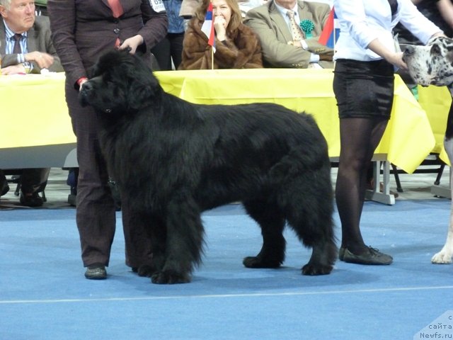Фото: ньюфаундленд Samson Vialiki Miadzvedz