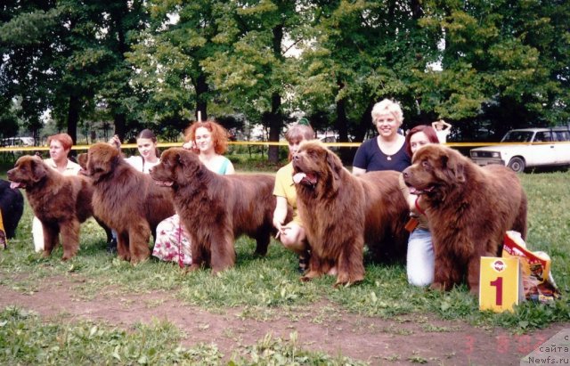 Фото: ньюфаундленд Смигар Олимпиада (Smigar Olimpiada), ньюфаундленд Смигар Назарет (Smigar Nazareth), ньюфаундленд Смигар Афанасий (Smigar Afanasiy), ньюфаундленд Смигар Арбат, ньюфаундленд Смигар Свен Браун (Smigar Sven Brown), Татьяна Яковлева, Наталья Иванова, Любовь Жакова, Екатерина Кормакова, Галина Сарычева, Ольга Королева