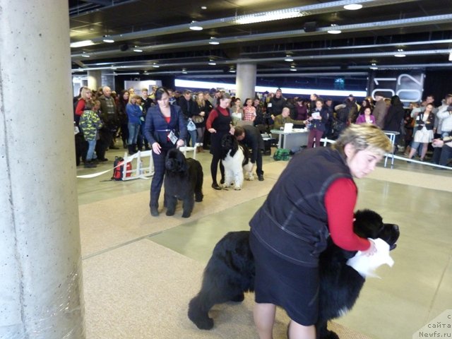 Фото: ньюфаундленд Супер Бизон Зербино, ньюфаундленд Bowaters Braveheart Nuo Ozo Kalvu