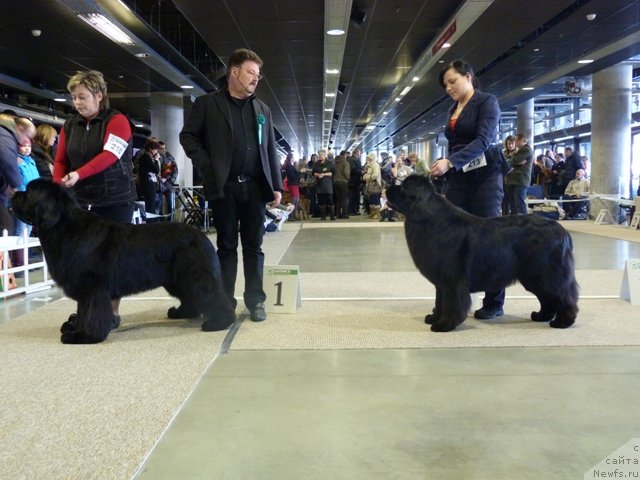Фото: ньюфаундленд Bowaters Braveheart Nuo Ozo Kalvu