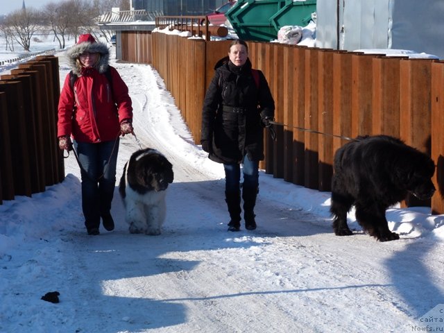 Фото: ньюфаундленд Супер Бизон Зербино, ньюфаундленд Samson Vialiki Miadzvedz
