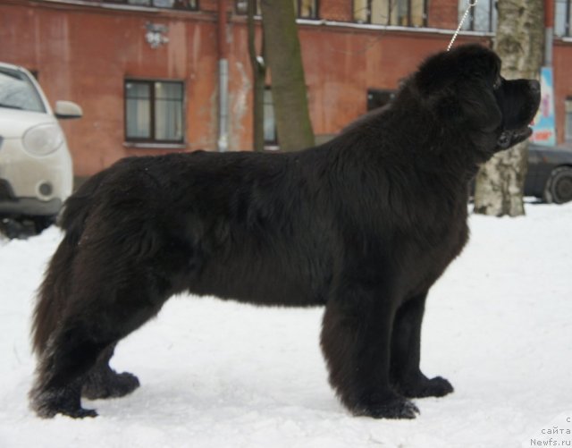Фото: ньюфаундленд Смигар Гордон-Феллоу (Smigar Gordon Fellow)