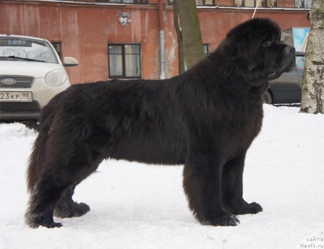 Фото: ньюфаундленд Смигар Гордон-Феллоу (Smigar Gordon Fellow)