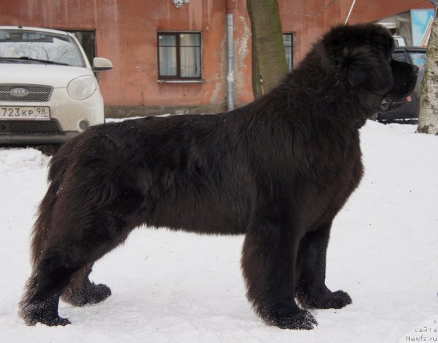 Фото: ньюфаундленд Смигар Гордон-Феллоу (Smigar Gordon Fellow)