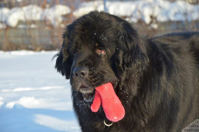 Фото: ньюфаундленд Ратибор Великодушный (Ratibor Velikodushny)
