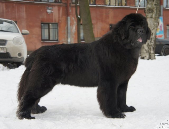 Фото: ньюфаундленд Смигар Гордон-Феллоу (Smigar Gordon Fellow)