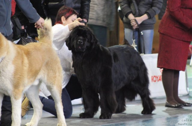 Фото: ньюфаундленд Акватория Келвин Инспирит Лайф (Aquatoriya Kelvin Inspirit Life)