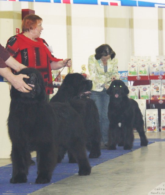 Фото: ньюфаундленд Take It Slowly Braveheart, ньюфаундленд Плюшевая Панда Рус ла Флер Балу (Plushevaya Panda Rus La Fleur Balu), ньюфаундленд Дар Свезы Юника Сагитта (Dar Svezy Unika Sagitta)