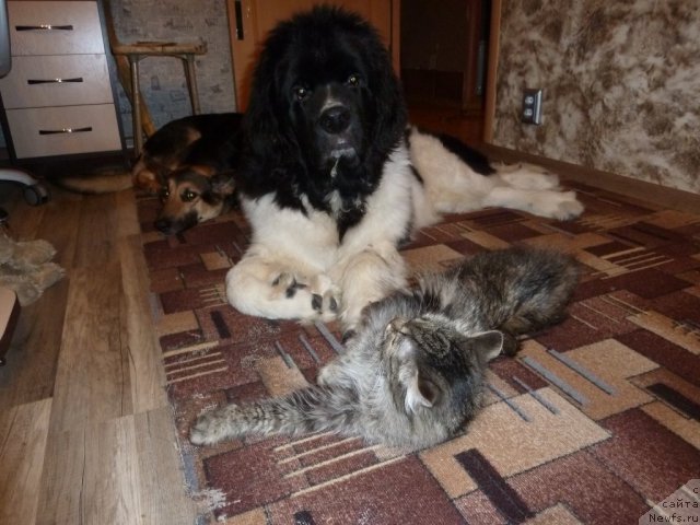 Фото: ньюфаундленд Фиаметтахауз Примо Орсо Нео