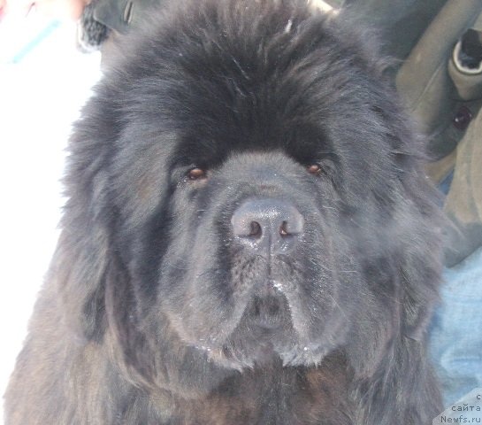 Фото: ньюфаундленд Take It Slowly Braveheart