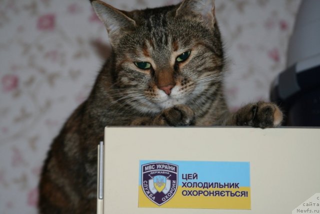 Фотография № 115735