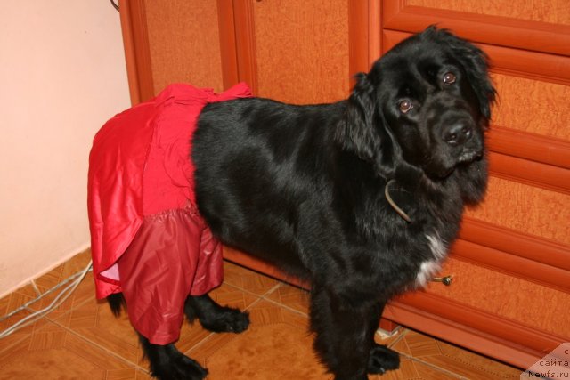 Фото: Jetem Fiona Armani