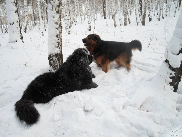 Фото: ньюфаундленд Блэк Даймонд из Аркаима