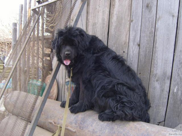 Фото: ньюфаундленд Рябинушка от Сибирского Медведя