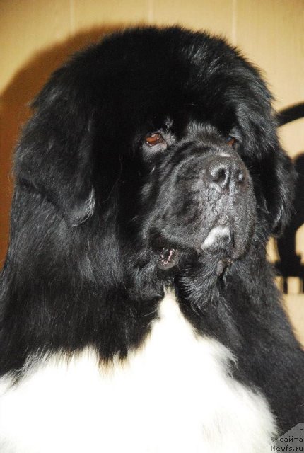 Фотография № 115755