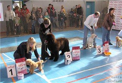 Фото: ньюфаундленд Плюшевая Панда Искрящийся Калипсо (Plushevaya Panda Iskryaschiysya Calipso), Анастасия Мищенко