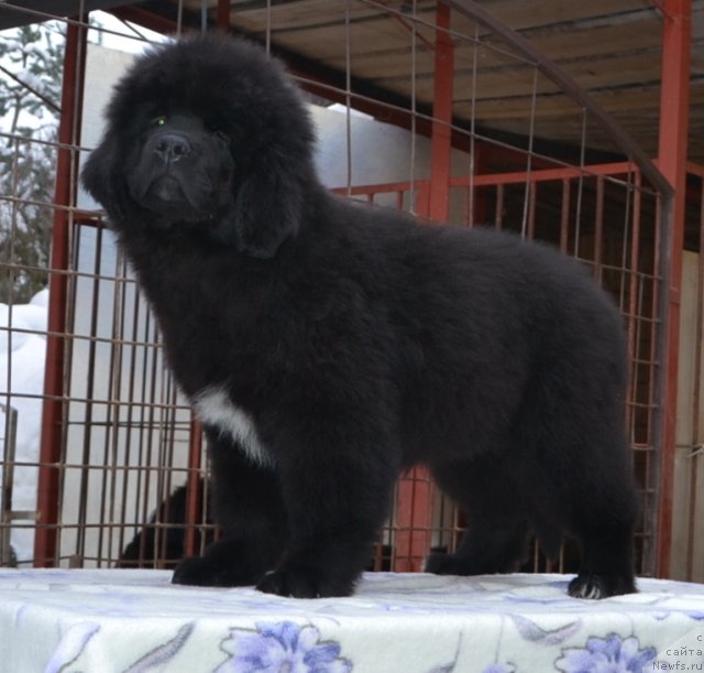 Фото: Precious Dream Midnight Bear от, ньюфаундленд King of Helluland Duke of Heaven, и, ньюфаундленд Midnight Lady's Undisputed Sweetheart