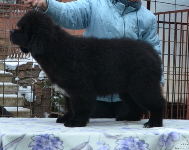 Фото: Precious Dream Midnight Bear от, ньюфаундленд King of Helluland Duke of Heaven, и, ньюфаундленд Midnight Lady's Undisputed Sweetheart