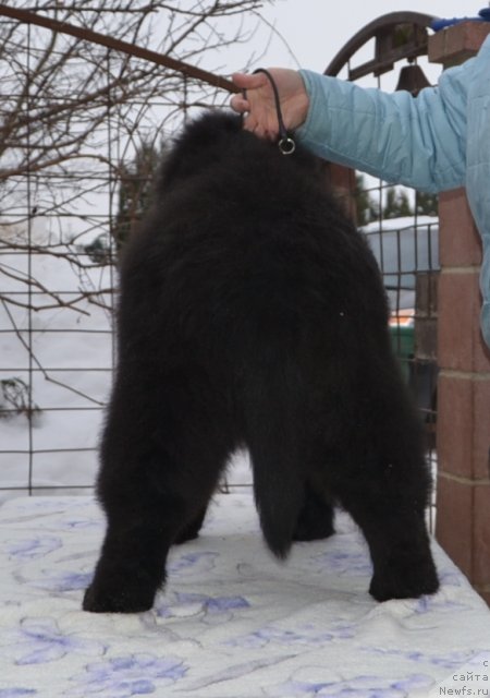 Фото: Precious Dream Midnight Bear от, ньюфаундленд King of Helluland Duke of Heaven, и, ньюфаундленд Midnight Lady's Undisputed Sweetheart