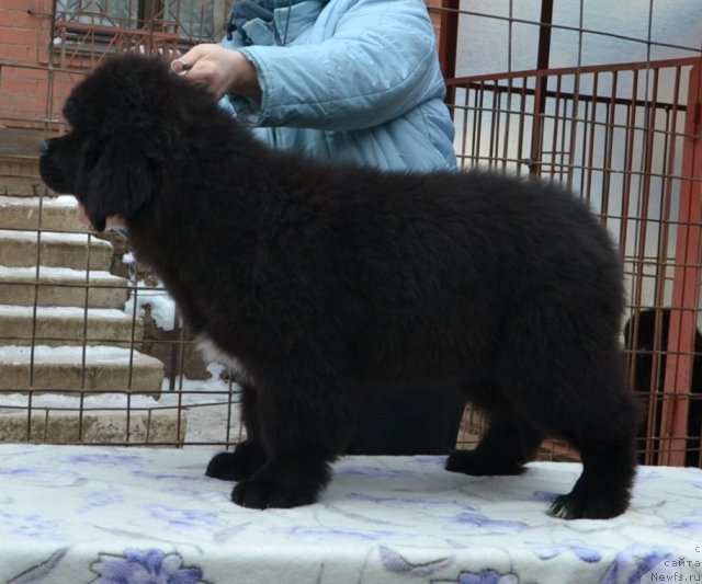 Фото: Precious Dream Midnight Bear от, ньюфаундленд King of Helluland Duke of Heaven, и, ньюфаундленд Midnight Lady's Undisputed Sweetheart