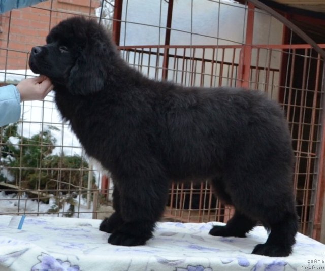 Фото: One and Only in My Heart Midnight Bear от, ньюфаундленд Inflame My Heart Midnight Bear, и, ньюфаундленд Daze Everyone Midnight Bear