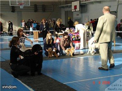 Фото: ньюфаундленд Плюшевая Панда Искрящийся Калипсо (Plushevaya Panda Iskryaschiysya Calipso), Анастасия Мищенко