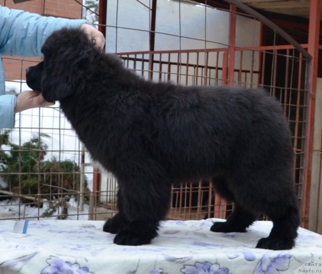 Фото: One and Only in My Heart Midnight Bear от, ньюфаундленд Inflame My Heart Midnight Bear, и, ньюфаундленд Daze Everyone Midnight Bear