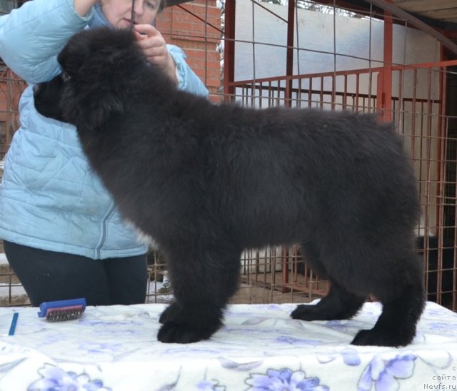 Фото: One and Only in My Heart Midnight Bear от, ньюфаундленд Inflame My Heart Midnight Bear, и, ньюфаундленд Daze Everyone Midnight Bear