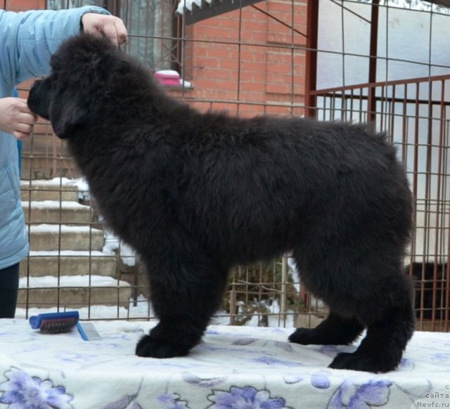 Фото: One and Only in My Heart Midnight Bear от, ньюфаундленд Inflame My Heart Midnight Bear, и, ньюфаундленд Daze Everyone Midnight Bear